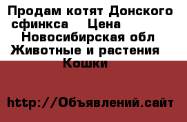 Продам котят Донского сфинкса! › Цена ­ 6 000 - Новосибирская обл. Животные и растения » Кошки   